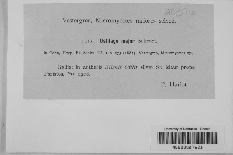 Microbotryum major image