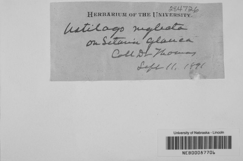 Macalpinomyces neglectus image