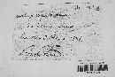 Macalpinomyces neglectus image