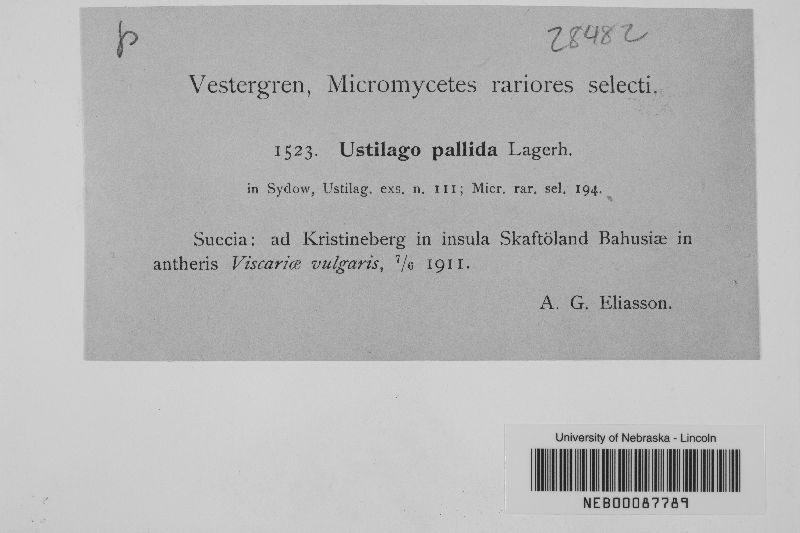 Ustilago pallida image