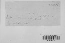 Ustilago panici-glauci image
