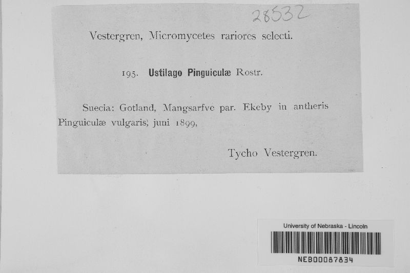 Microbotryum pinguiculae image