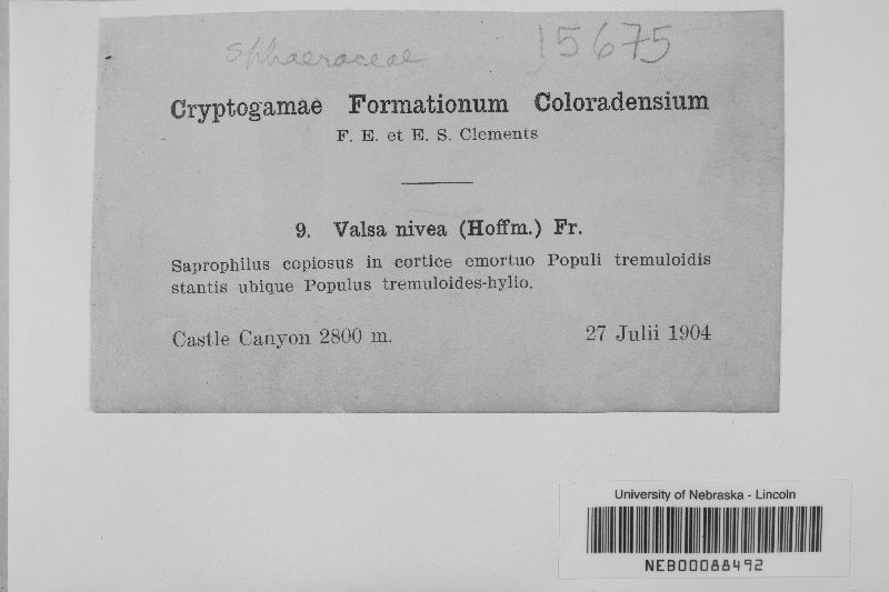 Valsa nivea image