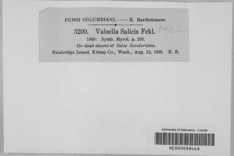 Valsella salicis image