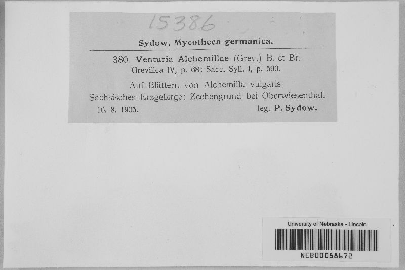 Coleroa alchemillae image
