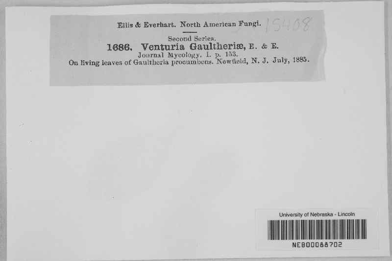 Venturia gaultheriae image