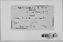 Venturia inaequalis image