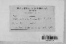 Venturia inaequalis image
