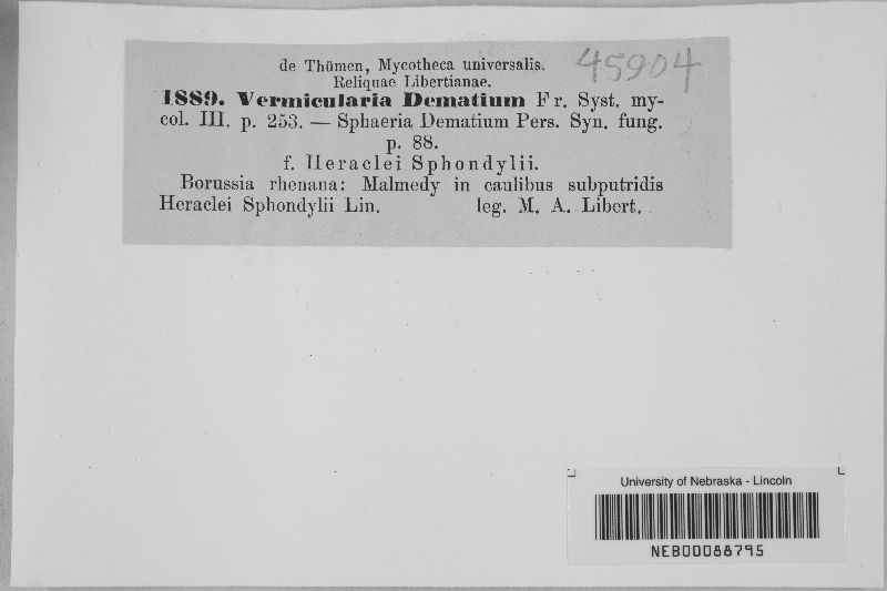 Colletotrichum dematium image