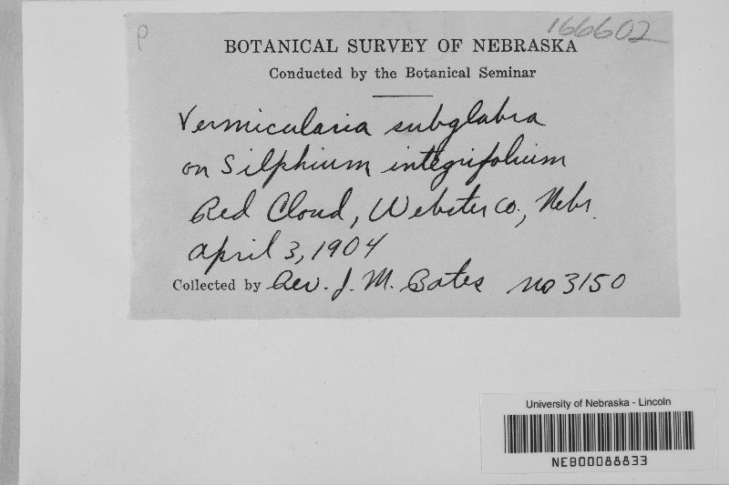 Vermicularia subglabra image