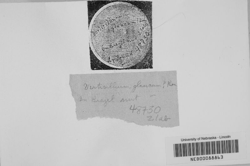 Verticillium glaucum image