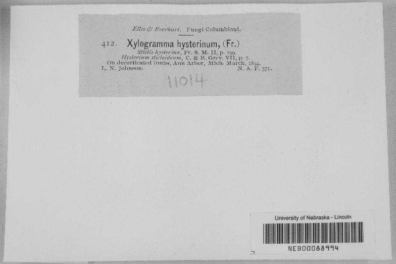 Mellitiosporium hysterinum image