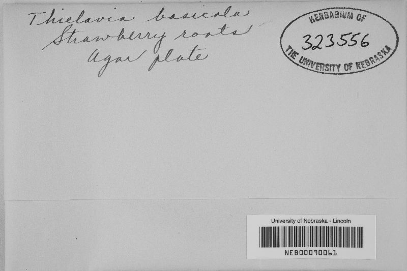 Thielavia basicola image