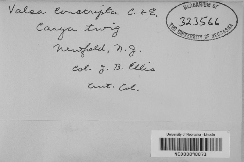 Valsa conscripta image