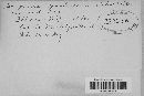 Dacryopinax spathularia image