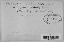 Exobasidium vaccinii image