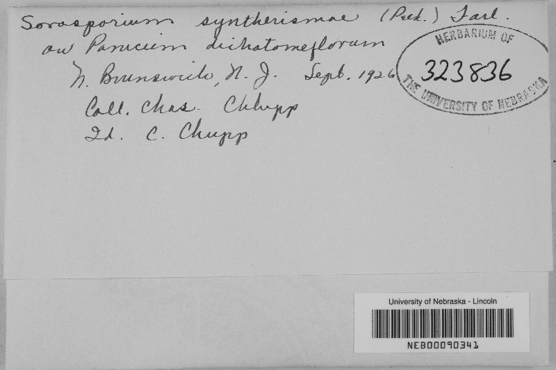 Glomosporiaceae image