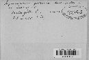 Arthuriomyces peckianus image