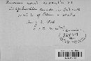 Puccinia caricis-shepherdiae image