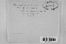 Pucciniastrum epilobii image
