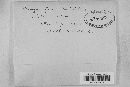 Uromyces viciae-fabae var. viciae-fabae image