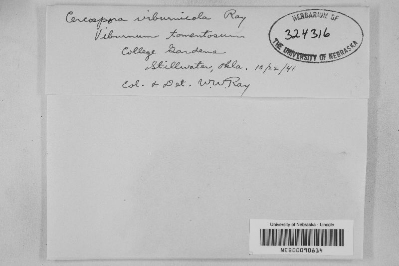 Cercospora viburnicola image