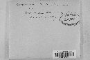Colletotrichum lindemuthianum image