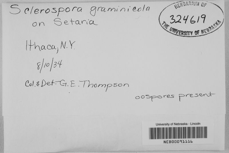 Sclerospora graminicola image