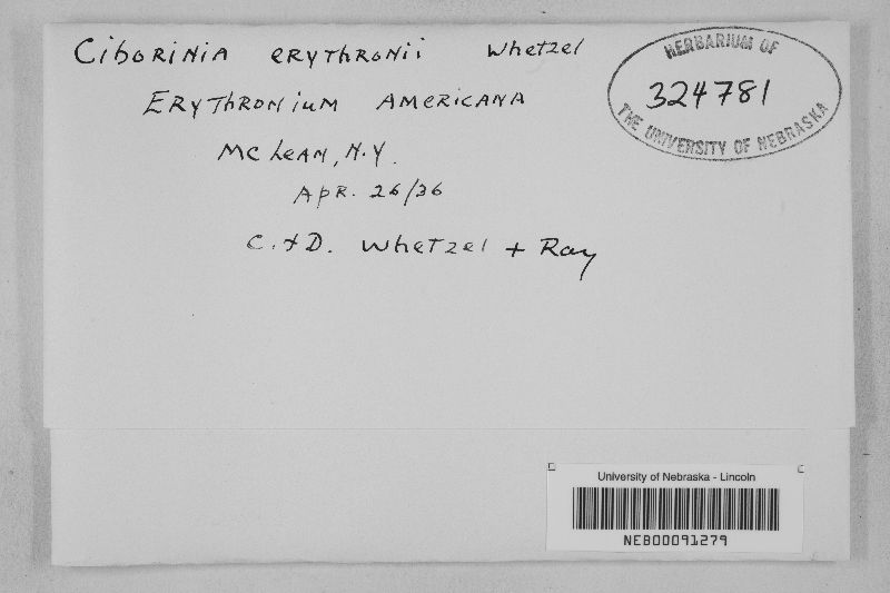 Ciborinia erythronii image