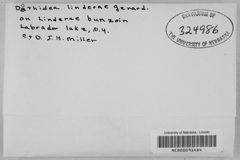 Dothidea linderae image