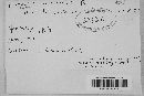 Taphrina unilateralis image