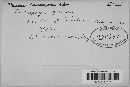 Puccinia calcitrapae image