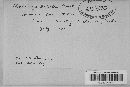 Ustilago bullata image