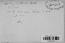 Ustilago bullata image