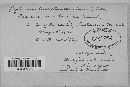 Taphrina coerulescens image