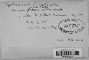 Taphrina ulmi image
