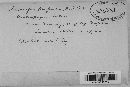 Claviceps purpurea image