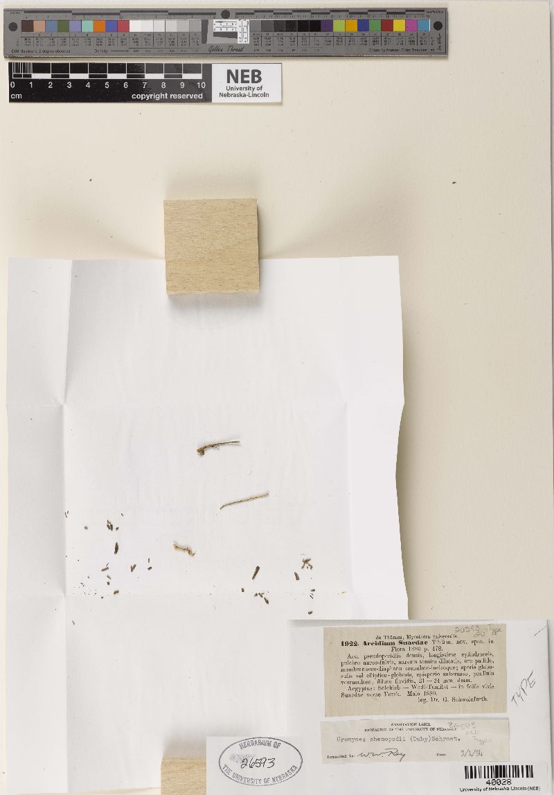 Aecidium suaedae image