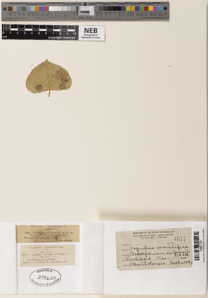 Cladosporium brevipes image