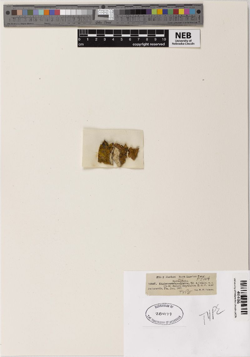 Dialonectria sulfurea image