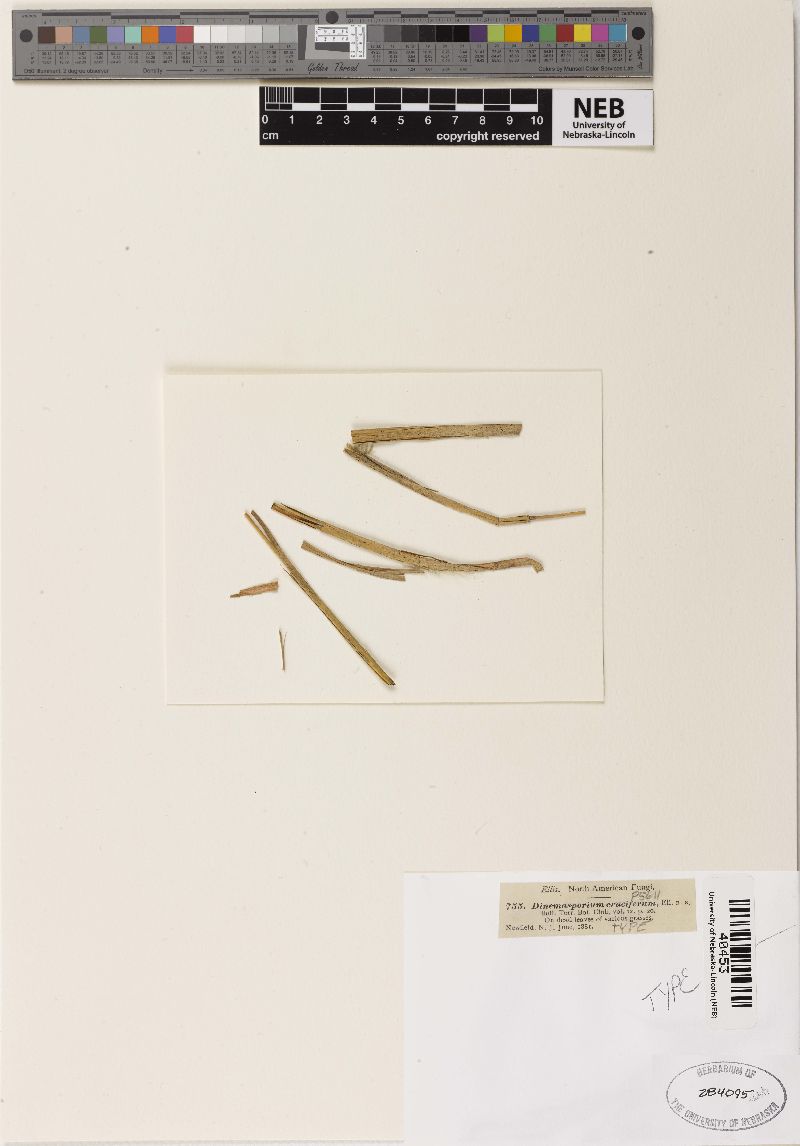 Stauronema cruciferum image