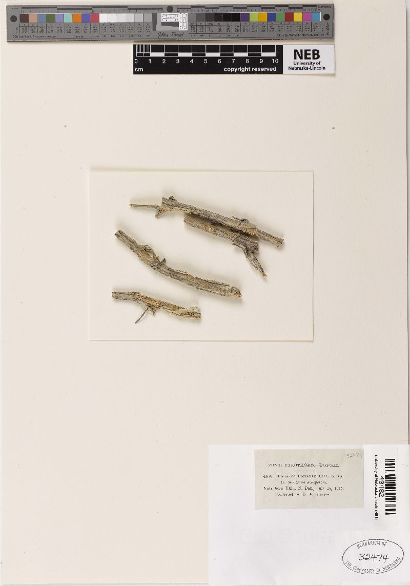 Diplodina stevensii image