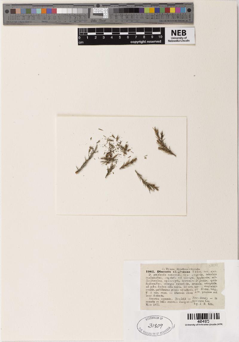 Discosia virginiana image
