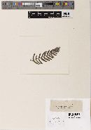 Fusarium pteridis image