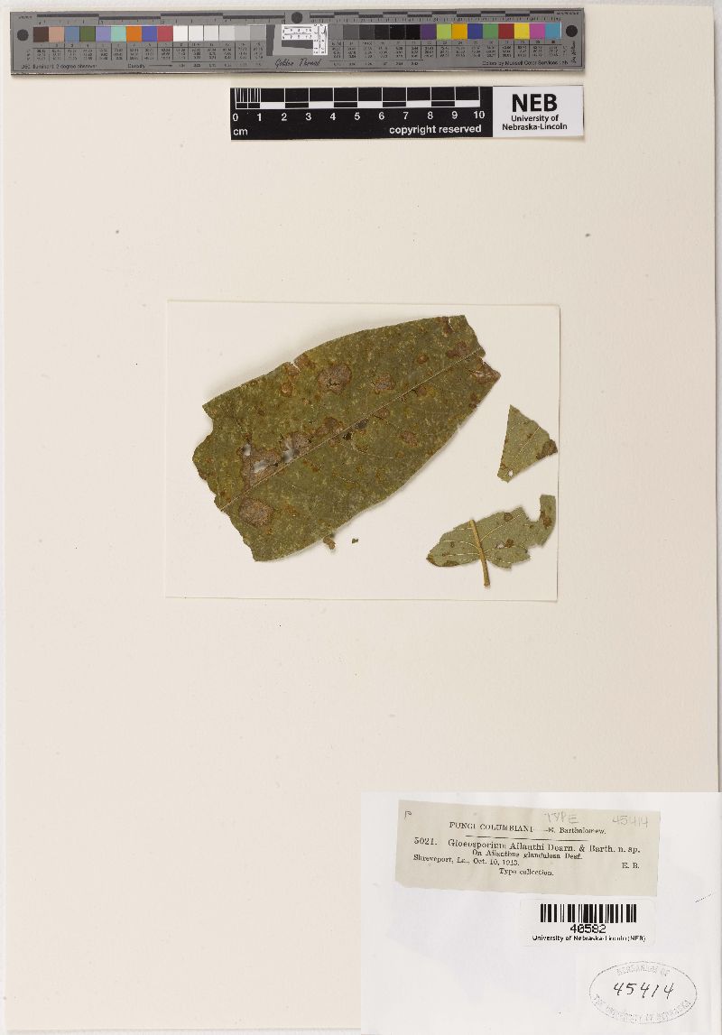 Gloeosporium ailanthi image