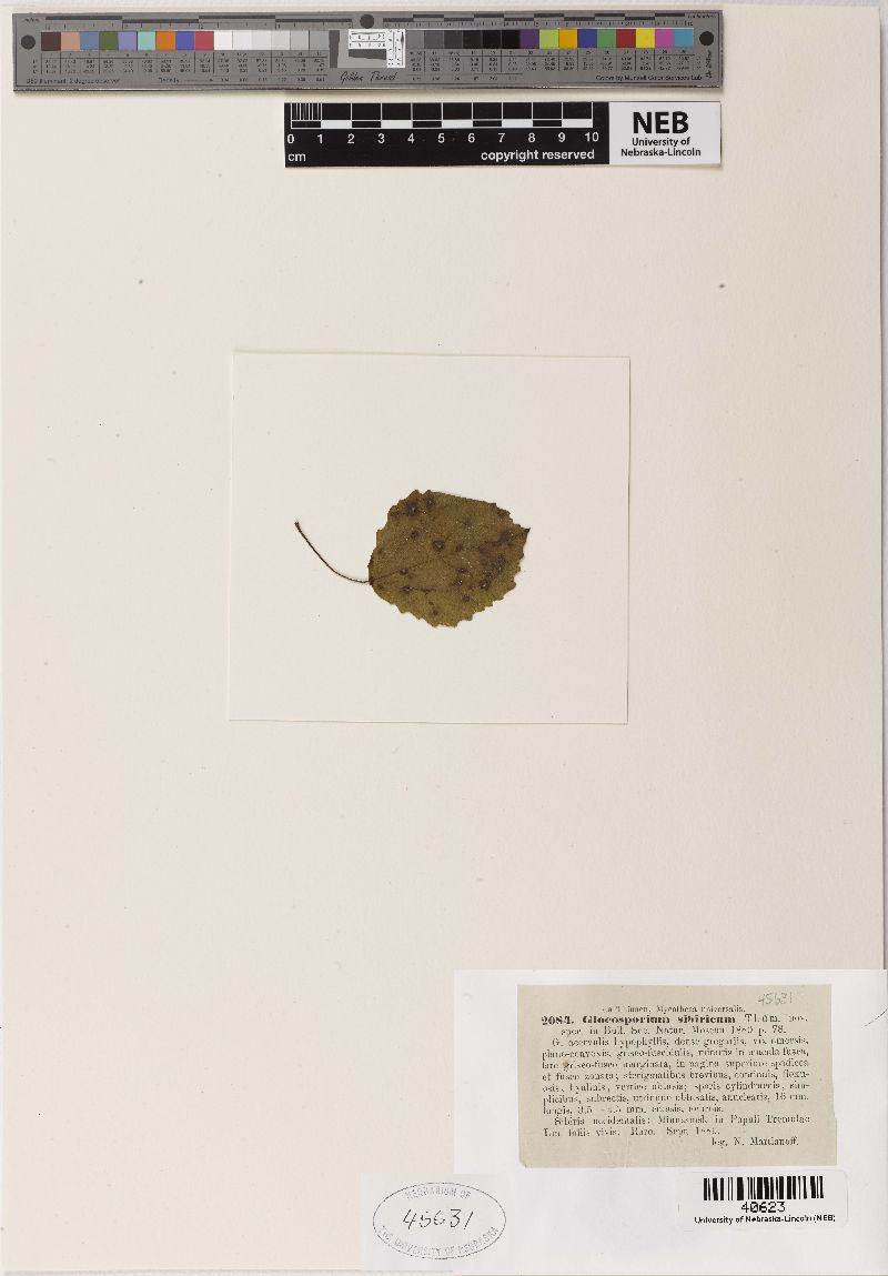 Gloeosporium sibiricum image