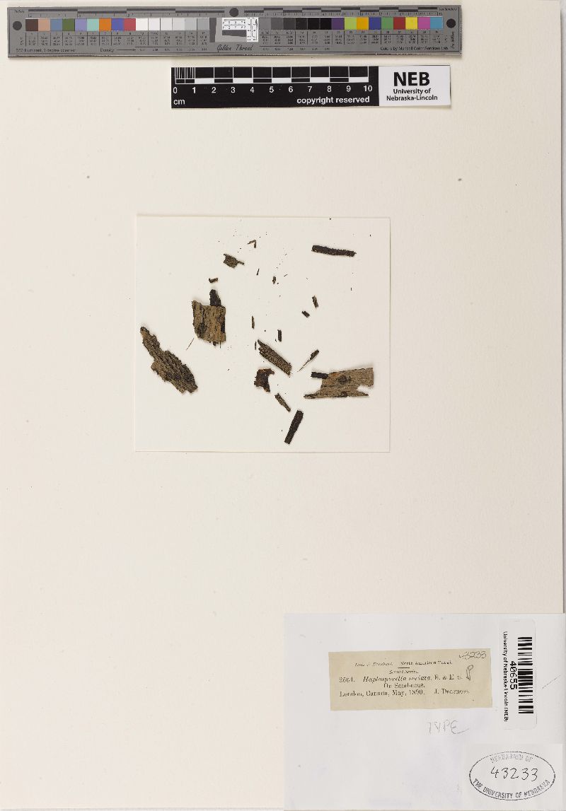 Haplosporella seriata image