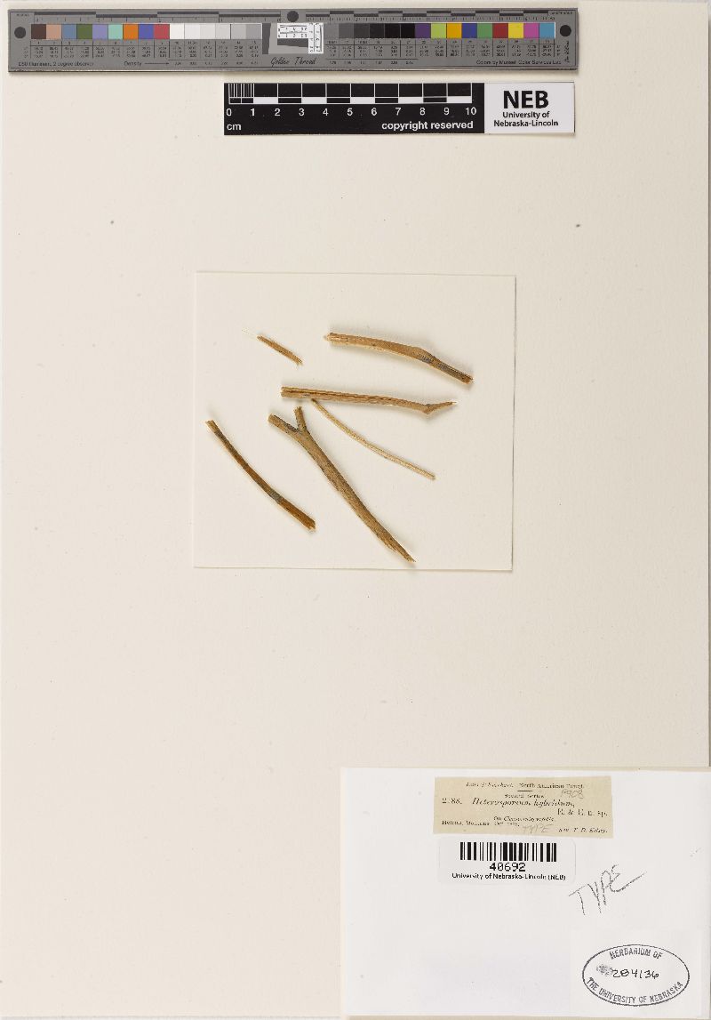 Heterosporium hybridum image