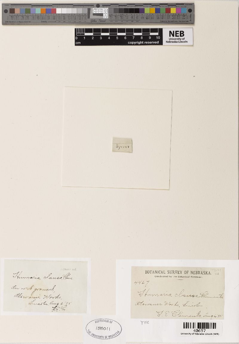 Humaria clausa image
