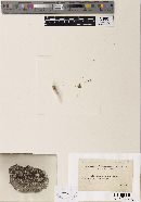 Humaria ochroleuca image